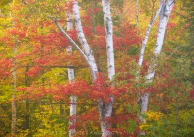 Birch Trees Autumn Vermont